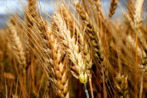 Семена озимой пшеницы сорта Таня, Тимирязевка-150, Юка, Юбилейная 100