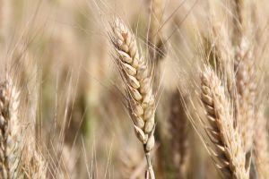 Семена озимой пшеницы (элита, репродукция) на посевную 2020
