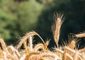 Семена озимой пшеницы, ячменя, тритикале на с/х сезон 2020