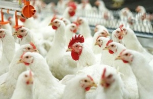 Россия в 2014 году может вдвое увеличить экспорт мяса птицы