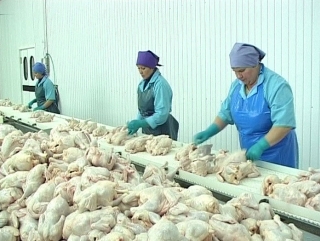 Прокуратура следит за выплатой зарплат на вологодских птицефабриках