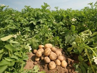 Астраханские аграрии начали убирать ранний картофель