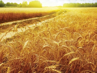 Российским аграриям повысят субсидии на растениеводство на 10 млрд рублей