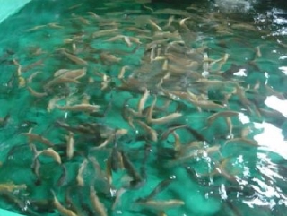 Ардонский лососевый завод сохраняет и увеличивает популяцию каспийского лосося