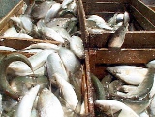 Рыбы в Республике Коми стало меньше