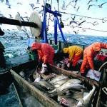 Россия может снизить добычу рыбы на 8%