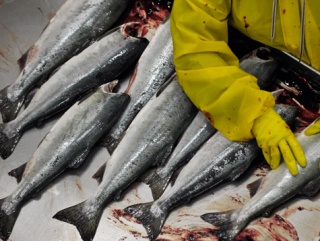 О ситуации с норвежской рыбой