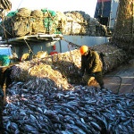 Мурманские предприятия побили рекорд вылова рыбы за последние 20 лет