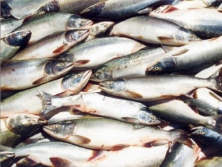 В Ненецком автономном округе активно развивается рыбная отрасль