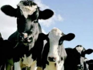 Роботизированные фермы помогут калужским животноводам бороться с импортом