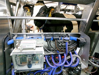 В Московской области открывается роботизированная молочная ферма