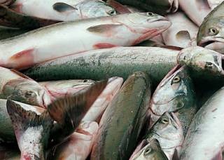 В России наблюдается положительная динамика в производстве продукции рыбоводства