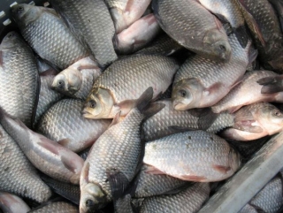 В Пензенской области развивают рыбоводческую отрасль