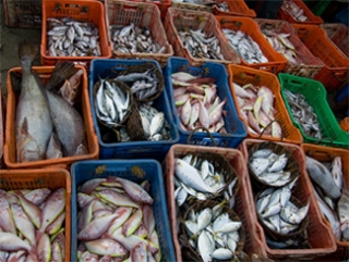 Россияне сократили объемы потребления рыбы
