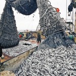 Российские рыбаки за полгода выловили более 2 млн. тонн рыбы