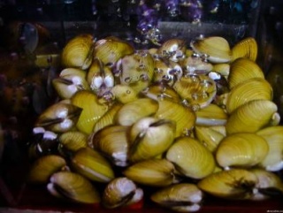 Сахалинская компания оштрафована на 100 тыс. руб. за браконьерство