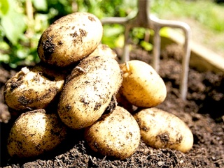 Чеченские овощеводы возделывают картофель по американским методикам