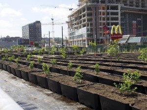 Когда в России появятся сити-фермеры