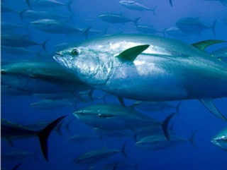 Евросоюз озабочен состоянием рыбных запасов Средиземноморья