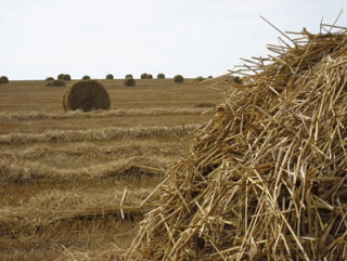 В 2014 году Белгородской области выделена самая большая субсидия на аграрное развитие