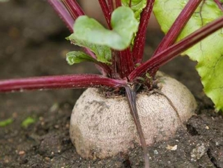 Сахарной свеклы больше всего на Ставрополье