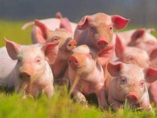 Личным подсобным хозяйствам предложили вести учет свиней