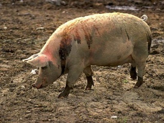 АЧС: в Тверской области фермерам меняют свиней на коз, в Саратове – забивают