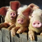 Свиноводческие комплексы Алтая повышают объемы производства мяса