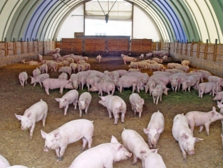 Из-за АЧС Минсельхоз России ужесточил требования к степени безопасности свиноводческих хозяйств