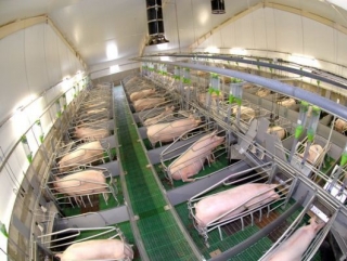 «Ромкор» строит гигантский свинокомплекс