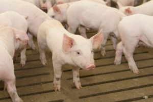 Вопрос дефицита свинины в РФ снят