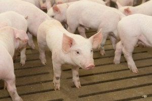 Перевозить свиней разрешат только госаккредитованным транспортным средствам