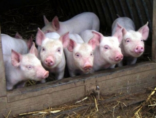 Проблема АЧС на Кубани решена благодаря переходу на промышленное свиноводство