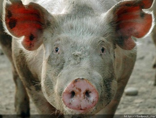 В Мурманской области усилен контроль над свиноводческой продукцией
