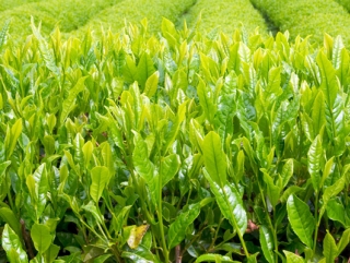 Краснодарский чай вырос благодаря поддержке государства