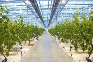 Голландия заморозила проекты по строительству теплиц в Ставрополье
