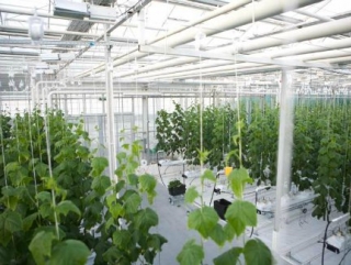 В Костромской области будет построен современный тепличный комплекс по выращиванию овощей