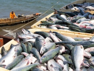 В Приморье прогнозируется рост вылова лосося