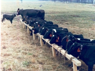 Трансплантация эмбрионов в эпоху биотехнологий