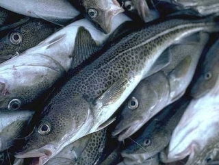 Россельхознадзор бьет тревогу: кишечная палочка в норвежской рыбе
