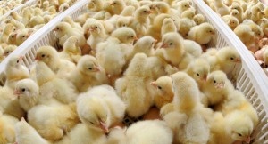 Липецкая область удвоит производство мяса птицы