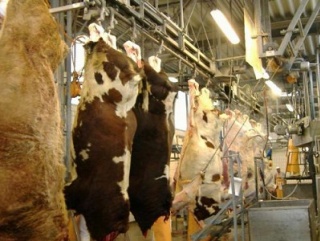 Частный забой скота завтра превратится в противозаконное деяние