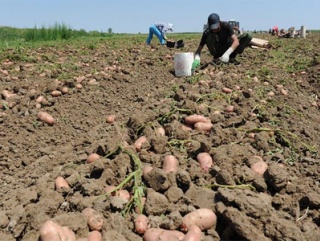 Калининградские овощеводы начали уборку картофеля