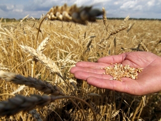 Американцы предсказывают снижение урожая зерна в России на этот год