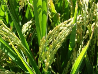 Урожай риса на Кубани будет меньше прошлогоднего