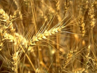 В Сибири цены на пшеницу продолжают уменьшатся
