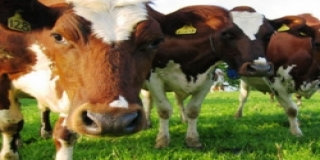 В Омской области на развитие АПК выделят более 40 млрд рублей