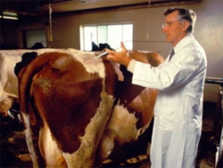 В краснодарских хозяйствах продолжается массовая вакцинация скота