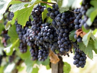 В Ставропольском крае поставлен рекорд по сбору винограда
