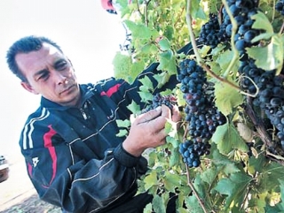 В Дагестане прошел республиканский форум виноградарей